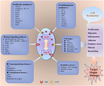 Cerebro-Cardiovascular Risk, Target Organ Damage, and Treatment Outcomes in Primary Aldosteronism